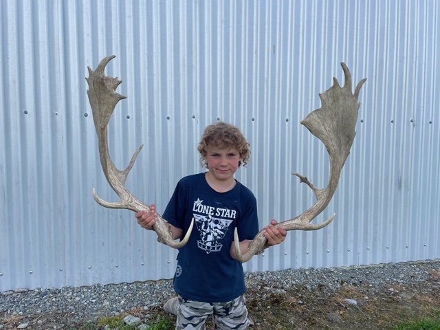 fallow buck shed antlers