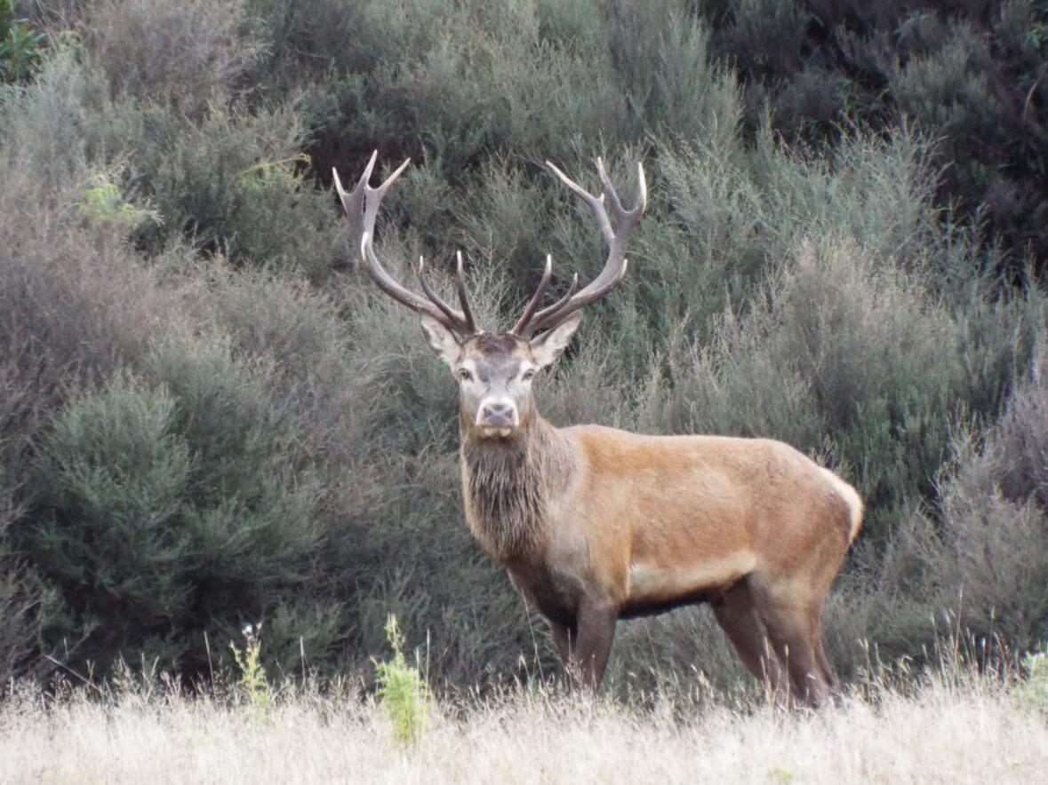 free range New Zealand red stag