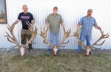 new zealand red stag trophies