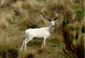new zealand white stag