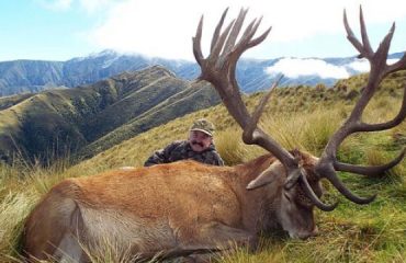 New Zealand Red Stag Hunting Trophy