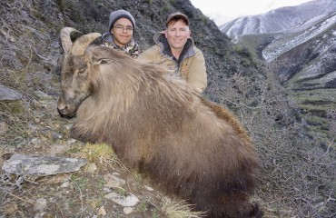 New Zealand Tahr Hunting Trophy