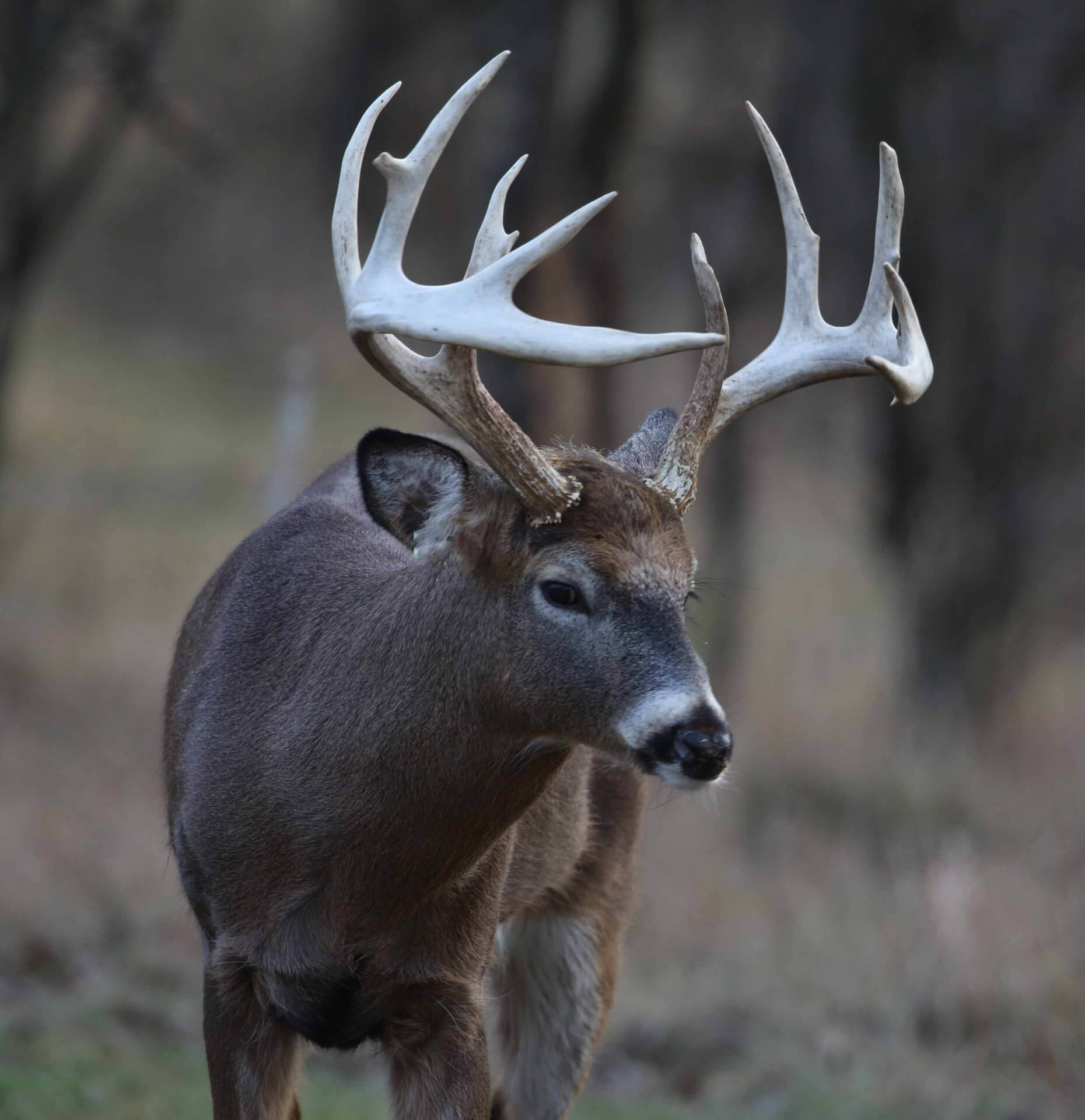 Whitetail Deer Broadside